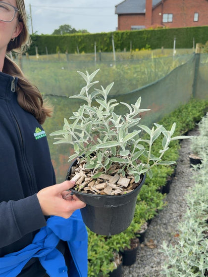 Buddleja davidii Silver Anniversary® - Butterfly Bush 3 Litre Pot