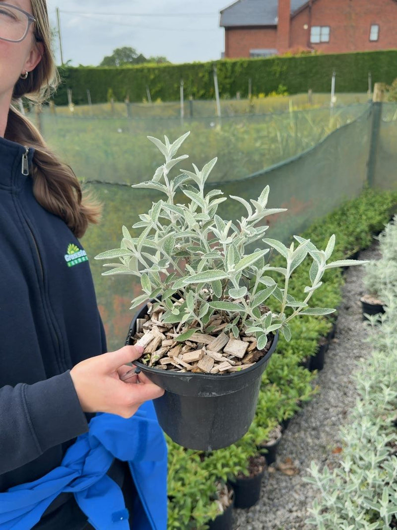 Buddleja davidii Silver Anniversary® - Butterfly Bush 3 Litre Pot