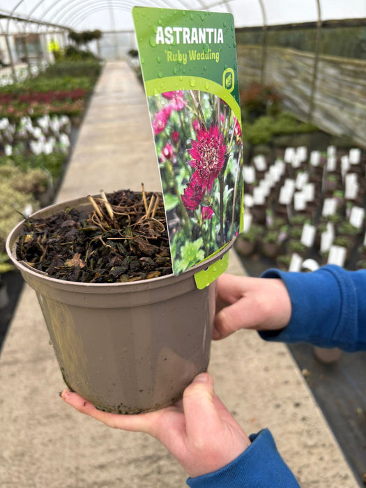 Astrantia Ruby Wedding 2 Litre Pot