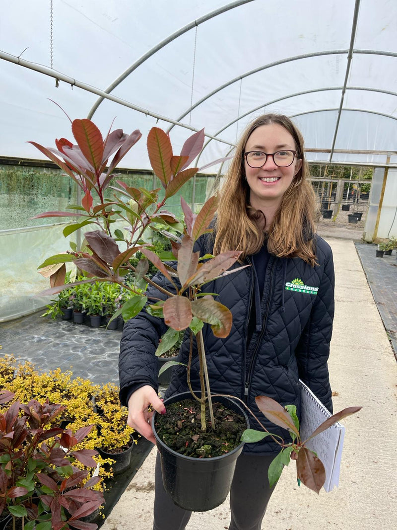 Photinia Red Robin 3 Litre Pot