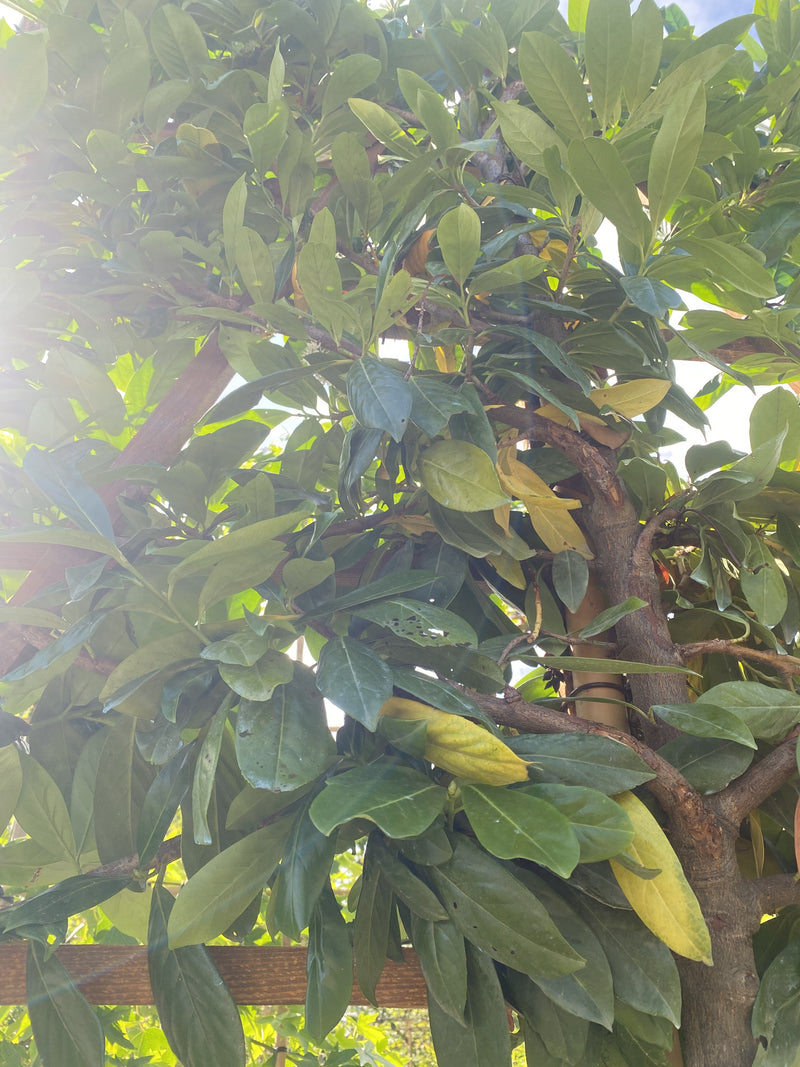 Prunus Novita Pleached Laurel Tree 150cm Stem 120x120cm Frame