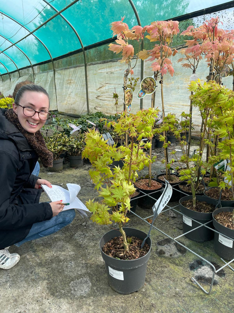Acer Shirasawanum Jordan 7 Litre Pot