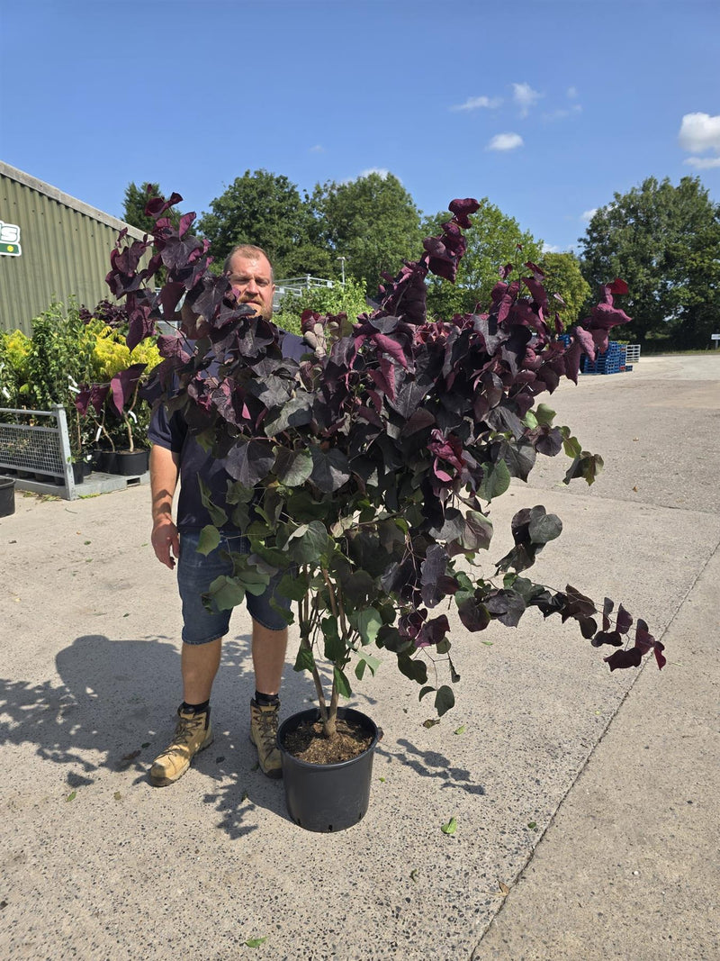 Cercis canadensis Ace Of Spades 20 Litre Pot 150/175cm Tall