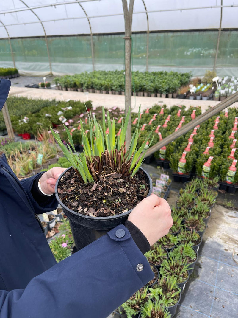 Iris sib. Colonel Mustard 3 Litre  Pot
