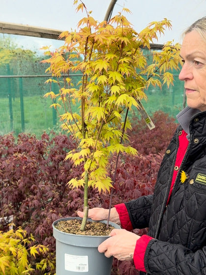 Acer Palmatum Orange Dream 5 Litre Pot