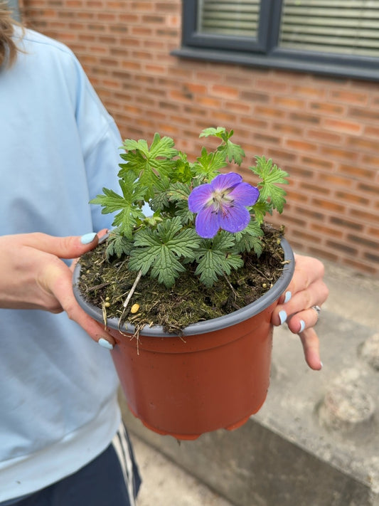 Geranium Johnson's Blue 2 Litre Pot