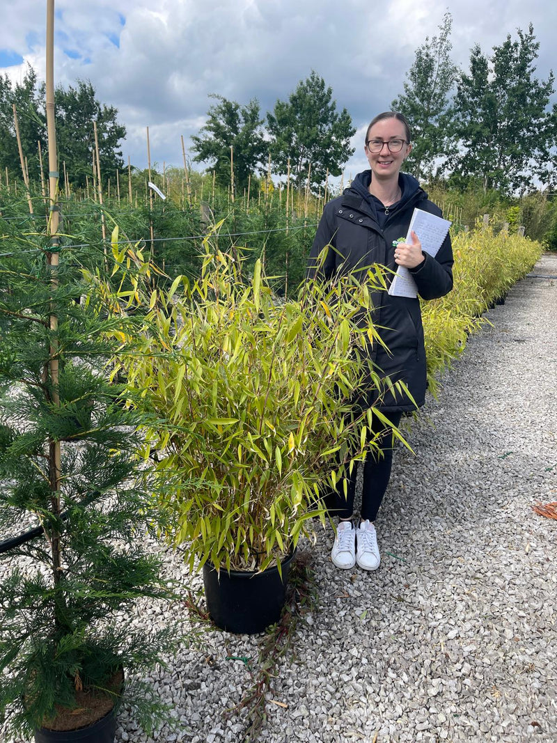 Bamboo Fargesia Robusta Pingwhu 18 Litre Pot