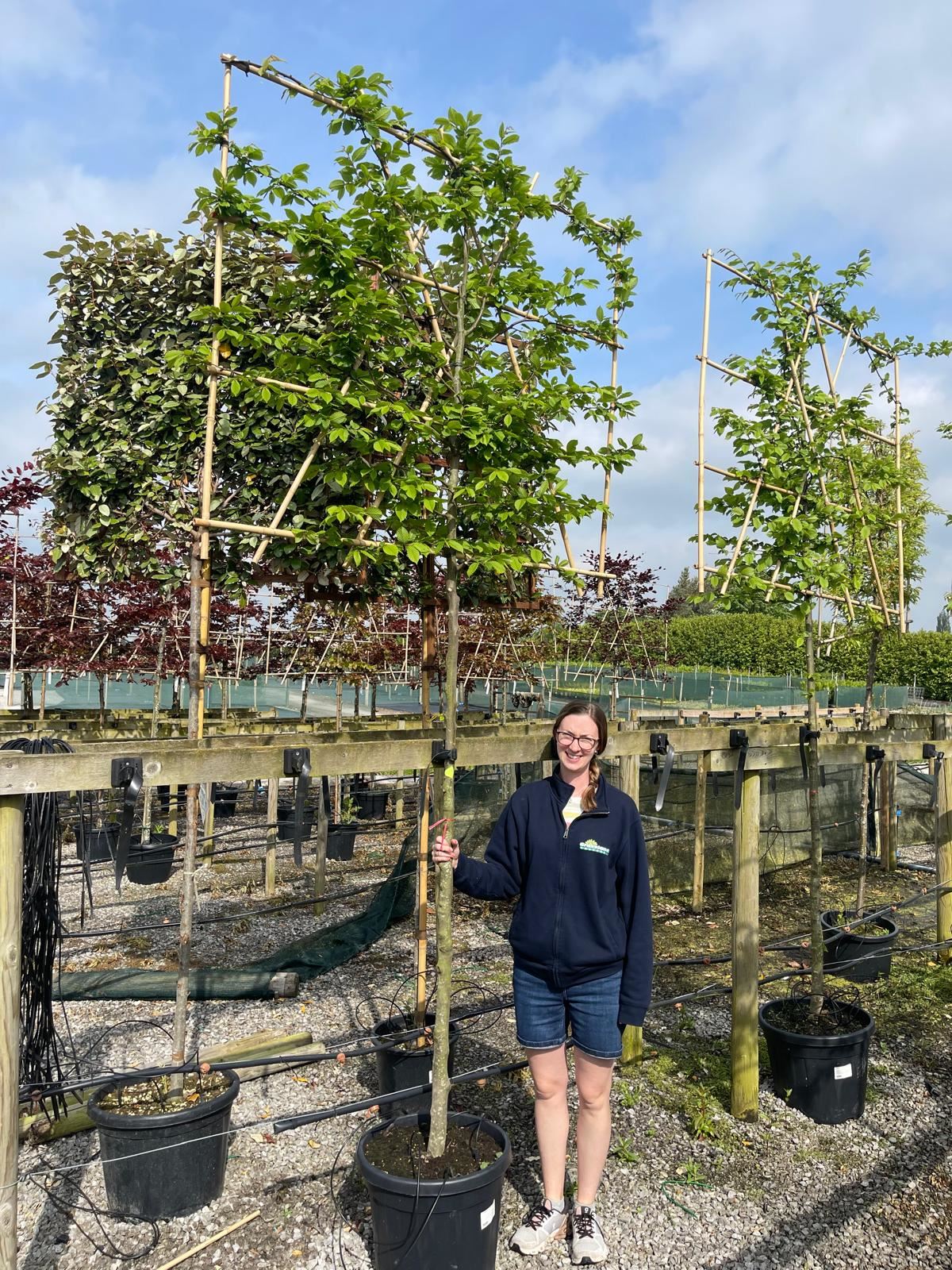 Carpinus B. Pleached 10/12cm G, 180cm St, 120cm T x 150cm