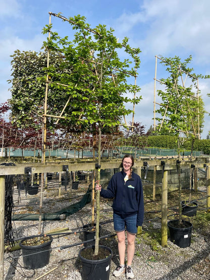 Carpinus B. Pleached 10/12cm G, 180cm St, 120cm T x 150cm