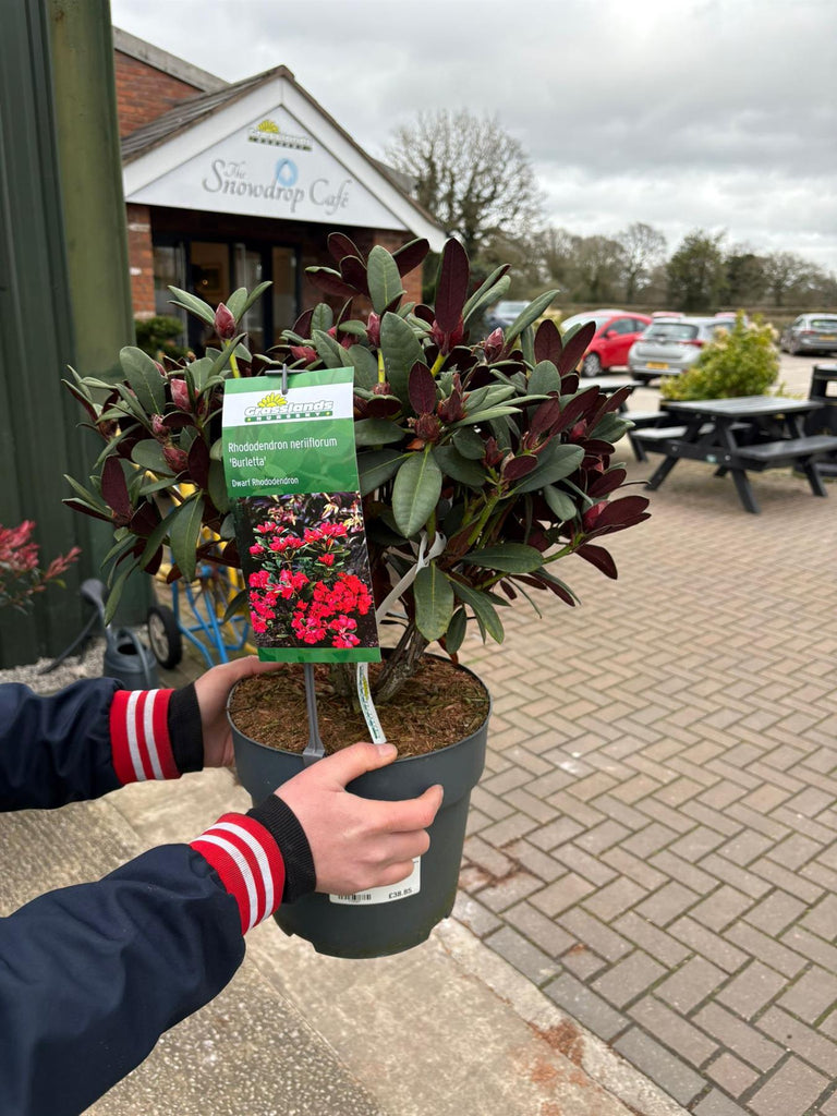 Rhododendron neriiflorum Burletta 6 Litre Pot — Grasslands Nursery