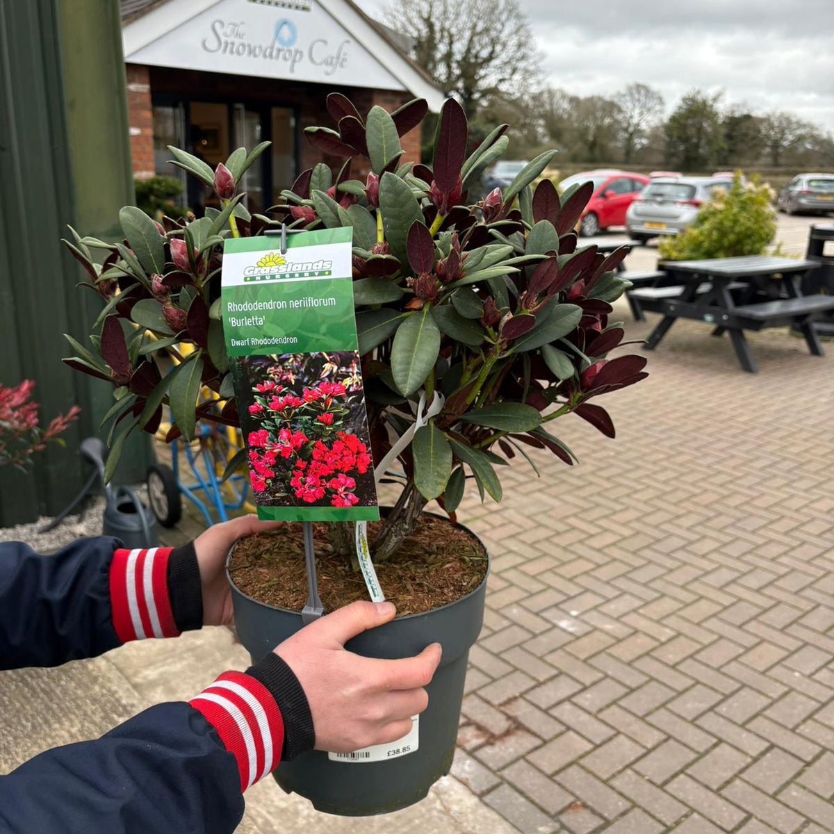 Rhododendron neriiflorum Burletta 6 Litre Pot — Grasslands Nursery