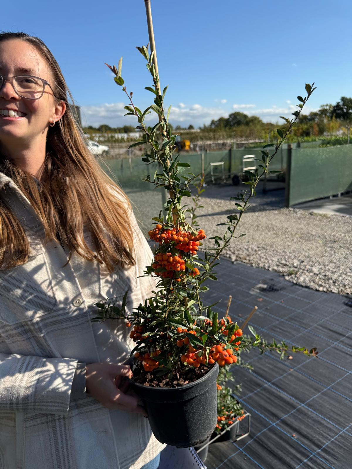 Pyracantha Orange Glow 3 Litre Pot