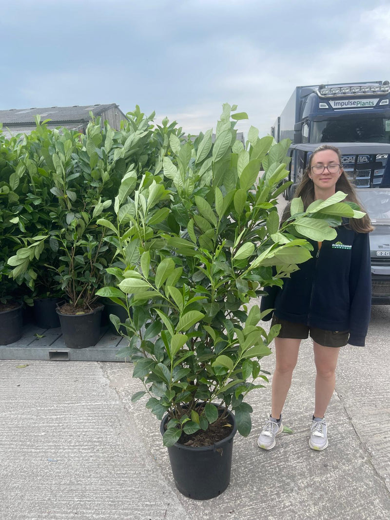 Cherry Laurel Hedging 30 Litre Pot 160/180cm Super Wide