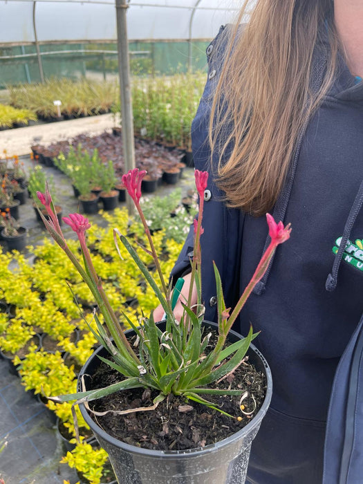 Anigozanthos Bush Pearl 3 Litre Pot