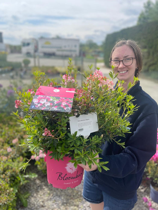 Rhododendron Bloombux Magenta 5 Litre Pot