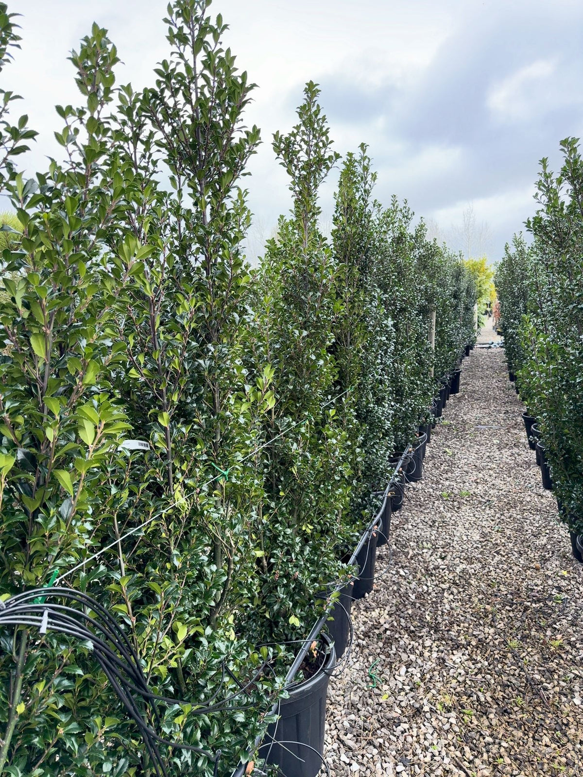Ilex mes. Heckenpracht 160/180cm