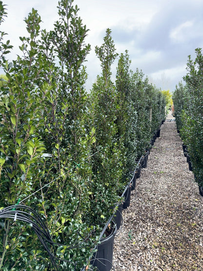 Ilex mes. Heckenpracht 160/180cm