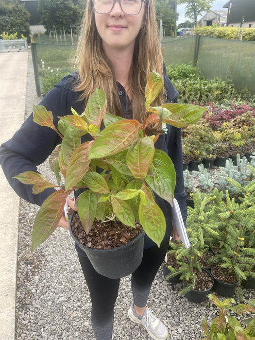 Weigela Florida Wings Of Fire 3 Litre Pot