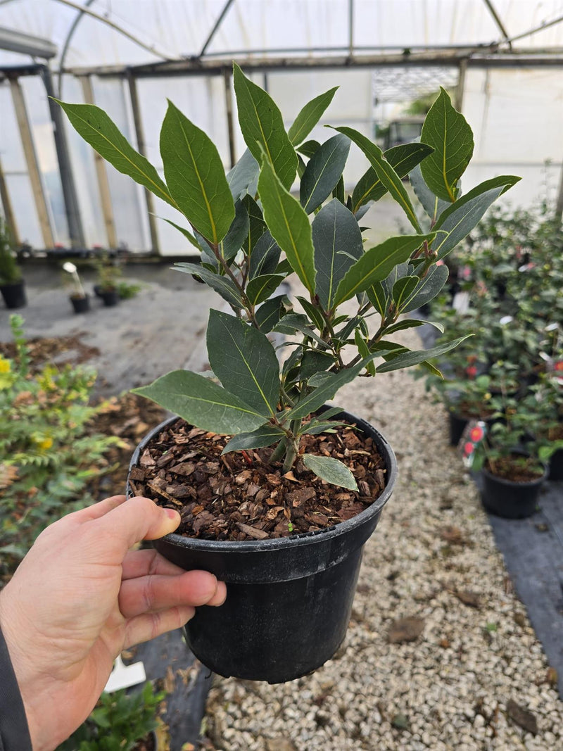 Laurus Nobilis 3 Litre Pot