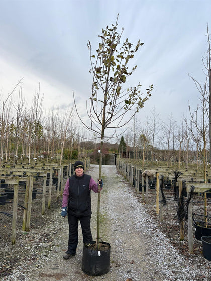 Apple Elstar 10/12cm Girth Pot Grown