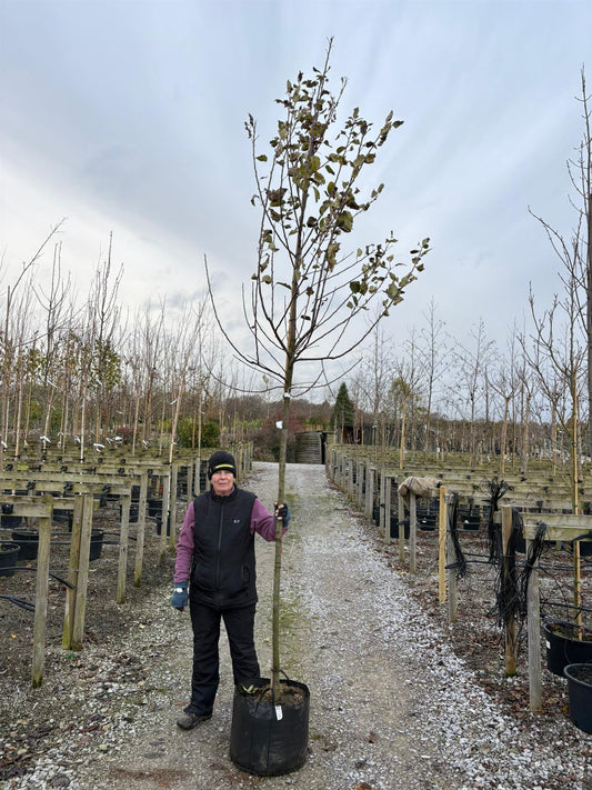 Apple Elstar 10/12cm Girth Pot Grown Delivery From November Onwards