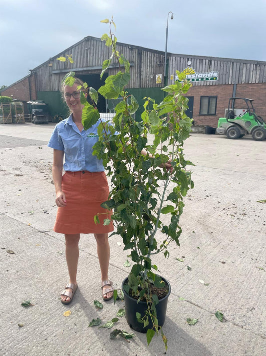 Acer davidii Viper 20 Litre Pot 175/200cm