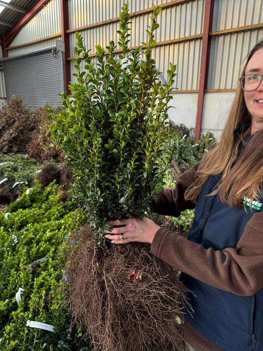 Box Hedging 30/40cm Bare Root Delivery from November