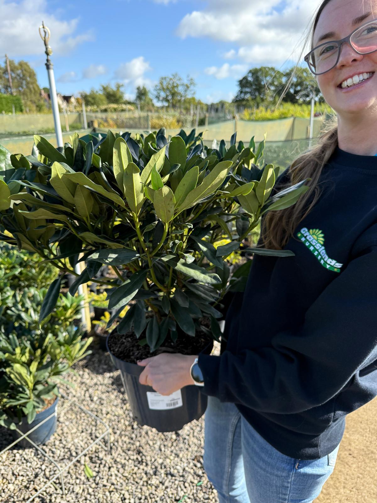 Rhododendron Hyb Madame Masson 7.5 Litre Pot