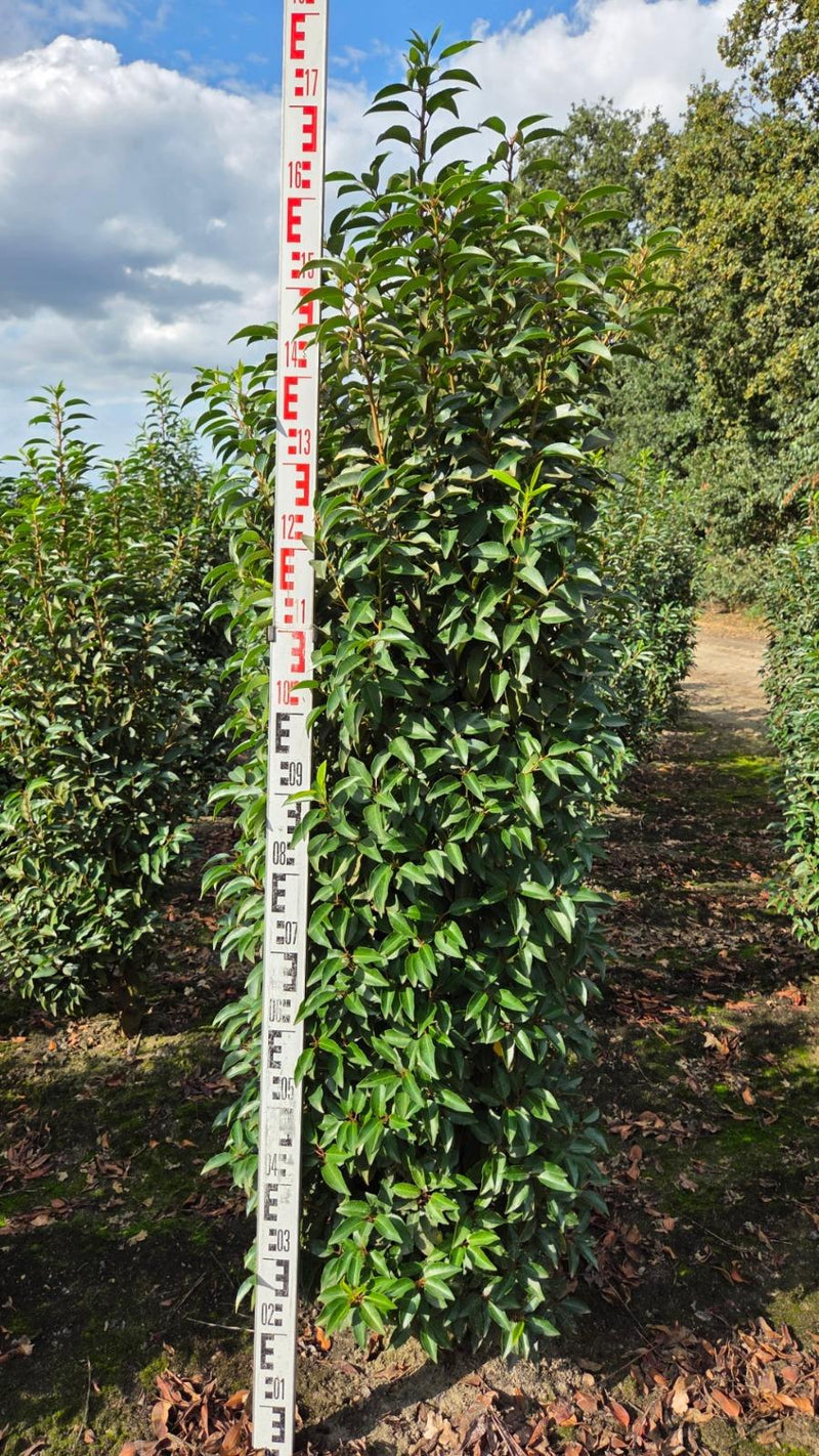 Portuguese Laurel 170/180cm 50cm Wide 30 Litre Pot