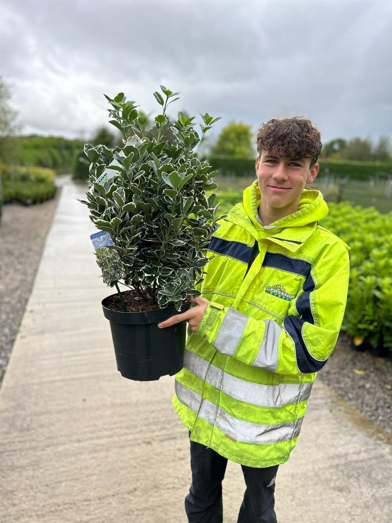 Euonymus japonicus Aureomarginata 4.5 Litre Pot