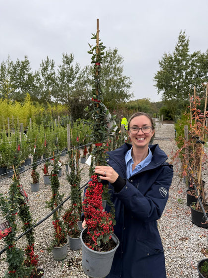 Pyracantha Red Sapphire 4.5 Litre Pot 80/100cm