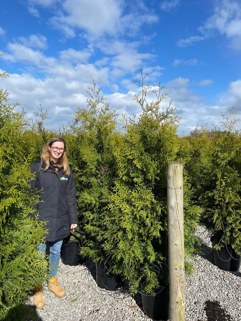 Thuja Brabant 35 Litre Pot 175-200cm — Grasslands Nursery
