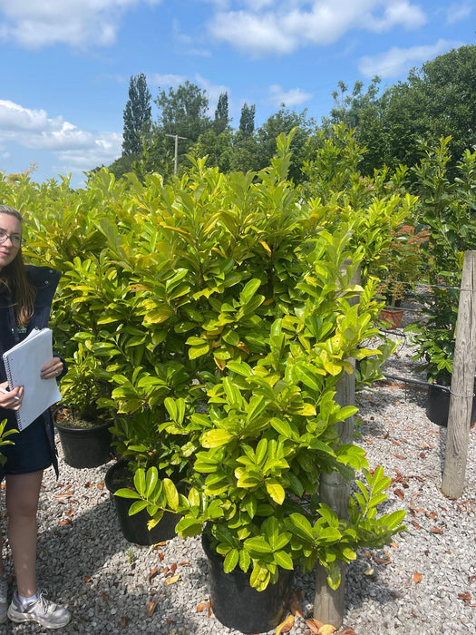 Cherry Laurel 40 Litre x 17 Bargain Basement Plant