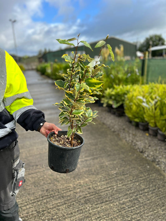Elaeagnus x Vivileg 3.5 Litre Pot 35/40cm High