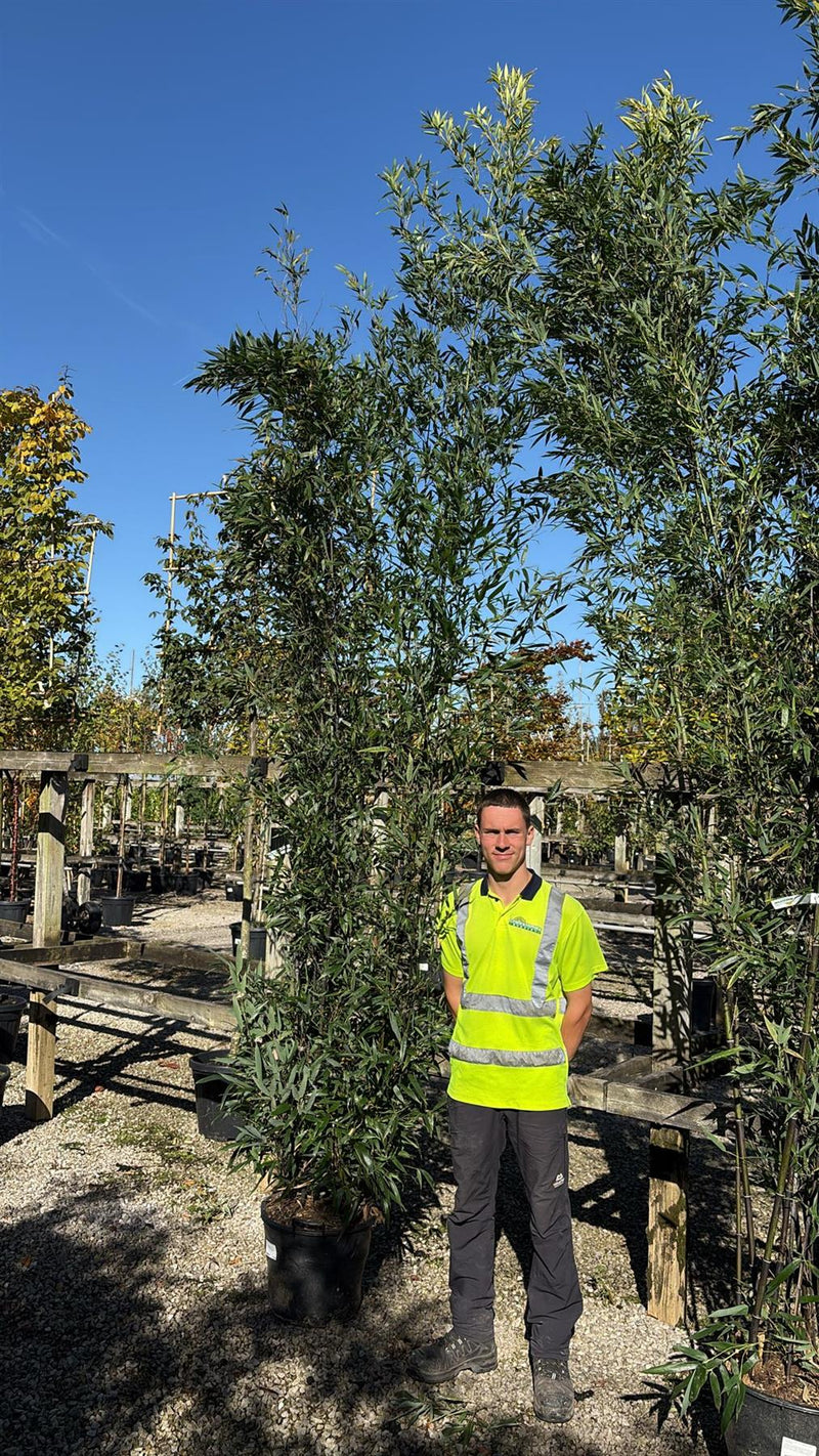 Bamboo Phyllostachys Nigra 70 Litre 300cm or More