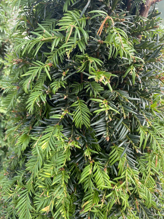 Yew Taxus Baccata Cone 12 Litre Pot 80/100cm