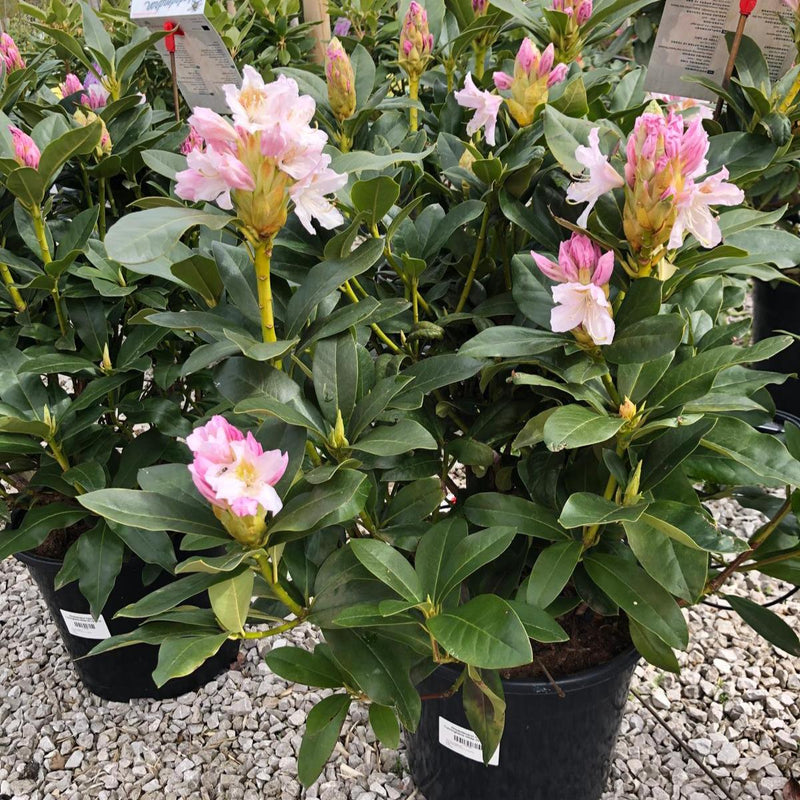 Rhododendron Hybrid Cunninghams White 20 Litre Pot