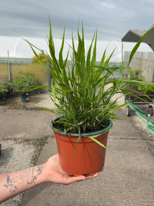 Hakonechloa Macra 2 Litre Pot
