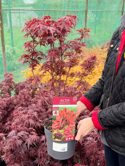 Acer palmatum Shaina 3 Litre Pot