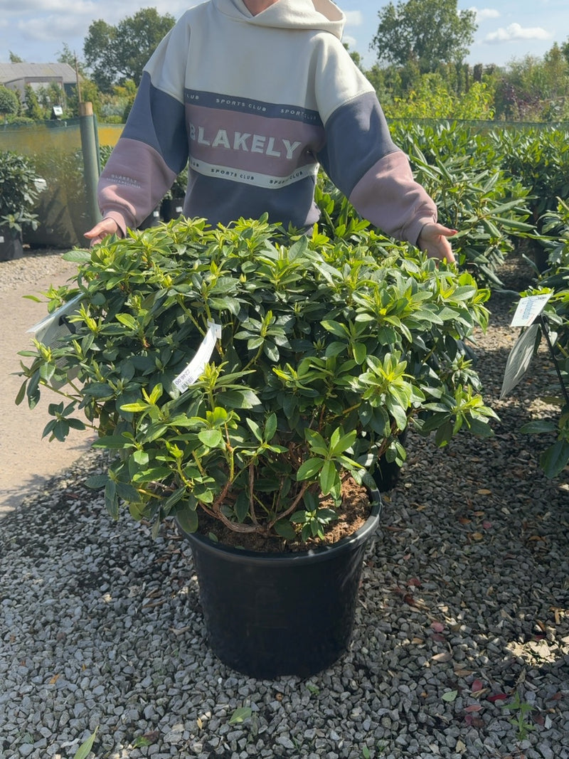 Rhododendron Saffrano 40 Litre Pot