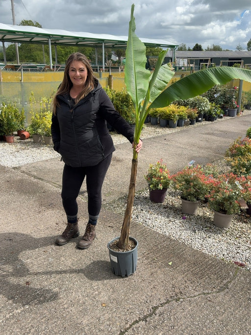 Musa Basjoo 9 Litre Pot