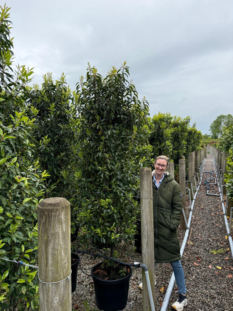 Portuguese Laurel 180/200cm Extra Wide 30/35 litre Pot