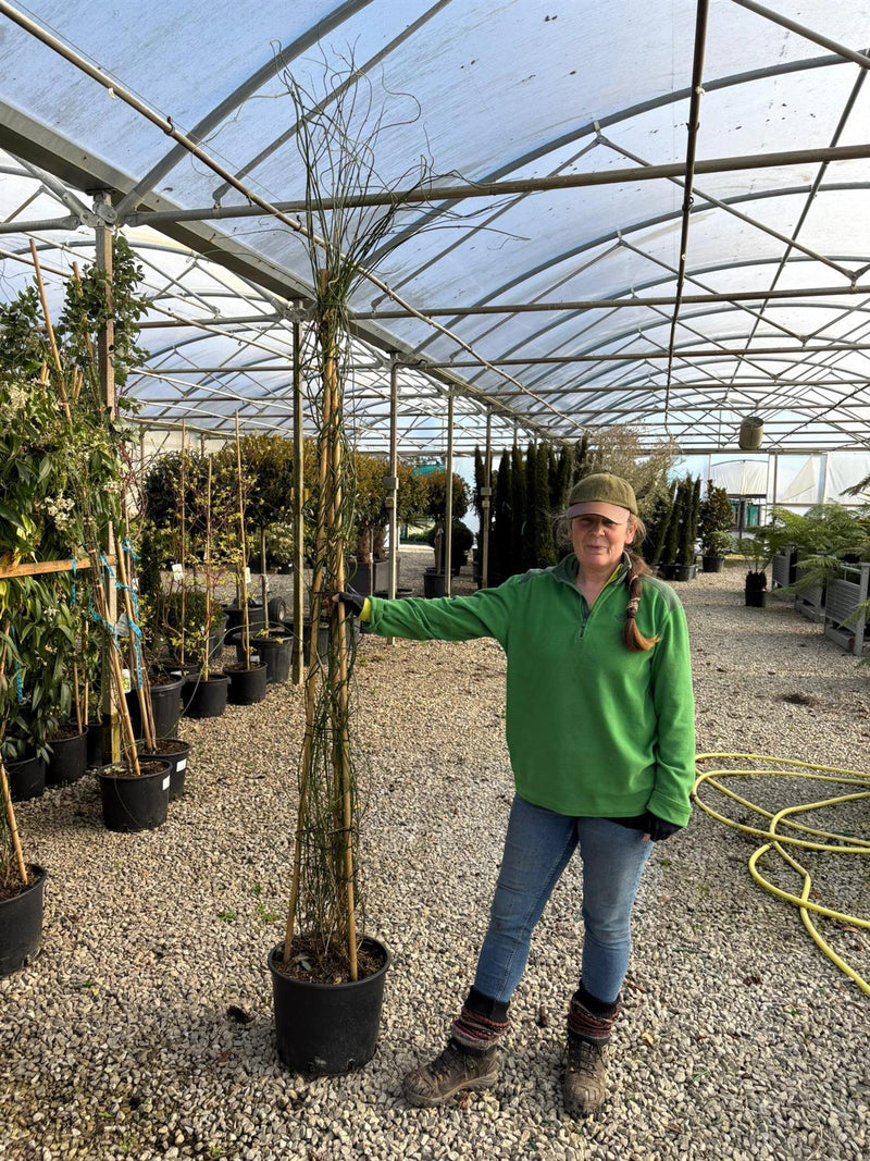 Jasmine Officinale 20 Litre Pot 175-200cm