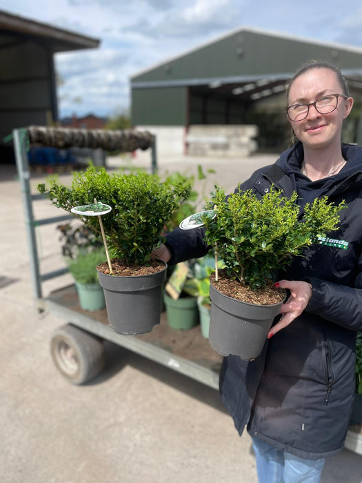 Ilex Crenata Luxus 2 Litre 25/30cm