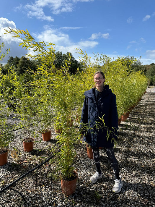Bamboo Phyllostachys Aureosulcata Spectabilis 160/175cm  25 Litre Pot