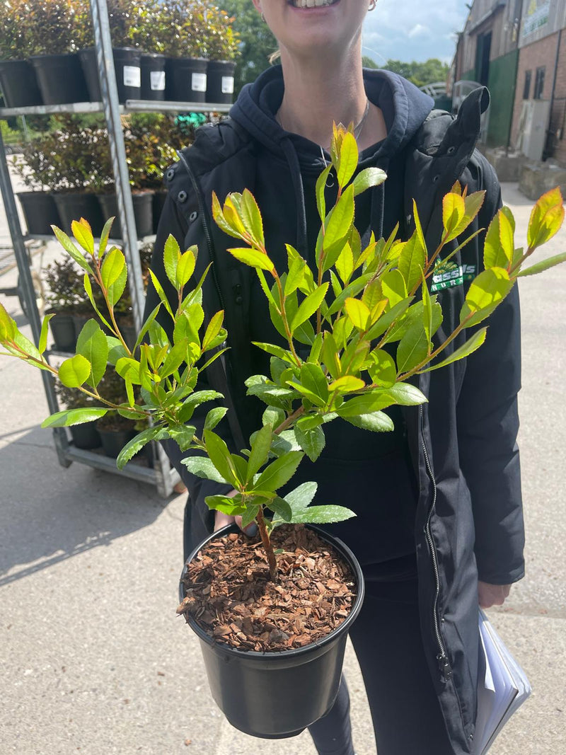 Arbutus Unedo Compacta 3 Litre Pot