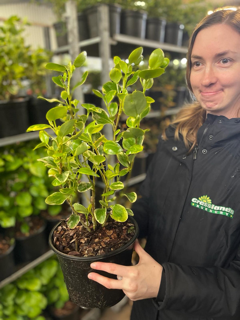 Griselinia Littoralis Variegata 3 Litre