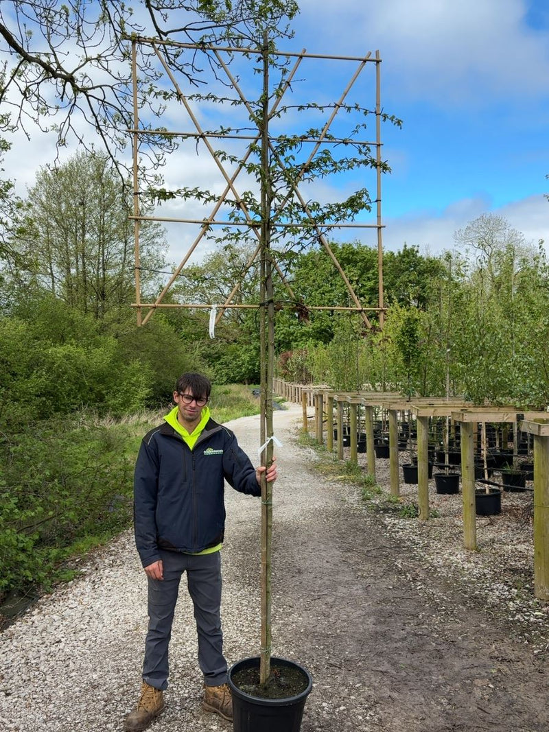 Carpinus B. Pleached 8/10cm G, 180cm Stem, 120x120cm