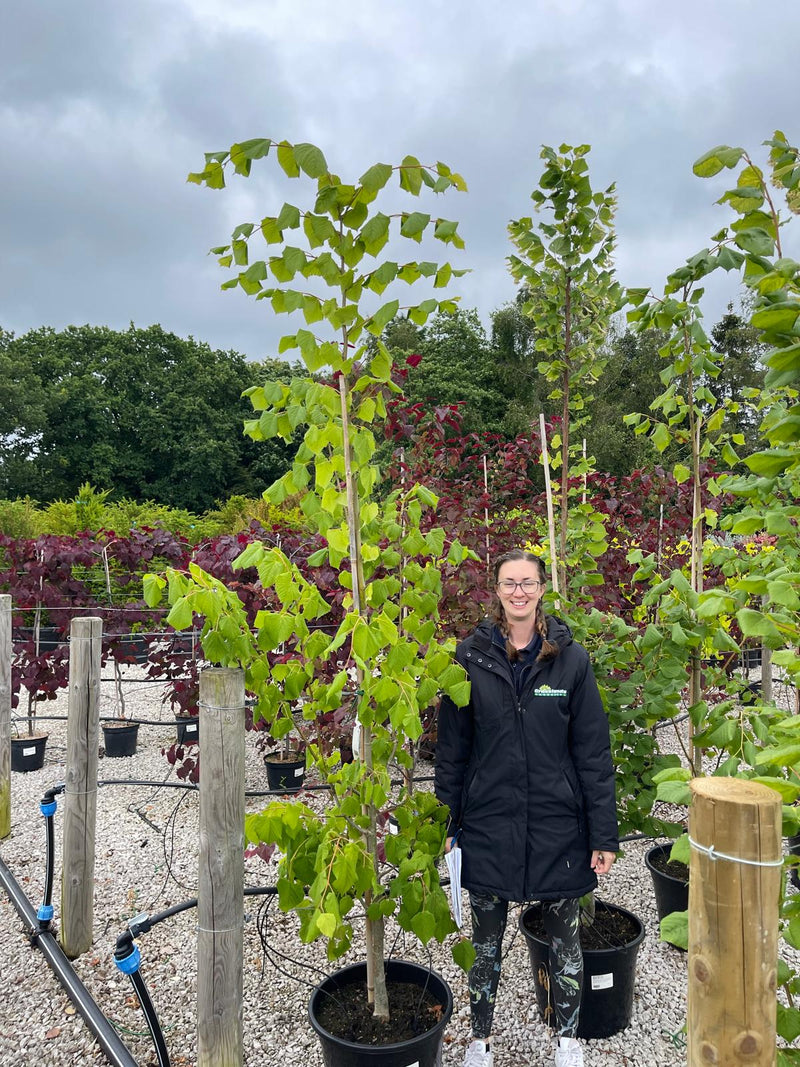 Tilia platyphyllos 30 Litre Pot