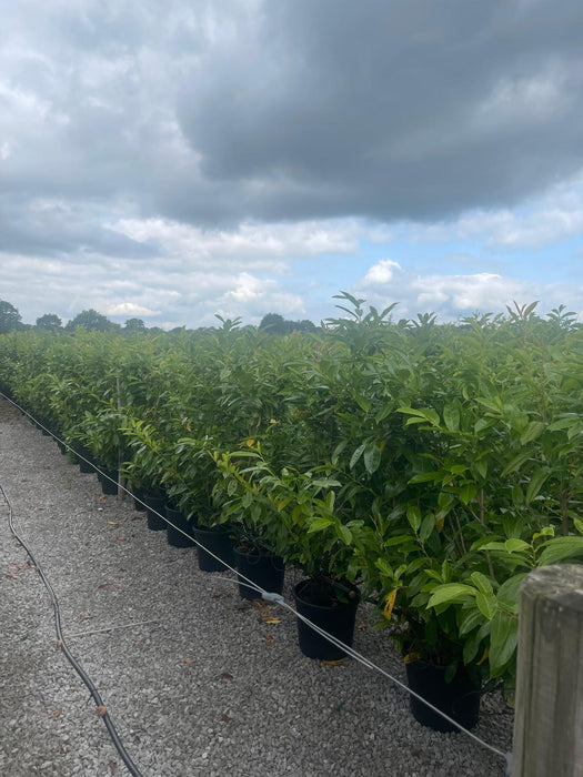Cherry Laurel Hedging Caucasica 30 Litre Pot 140/160cm Tall 50/60 Wide